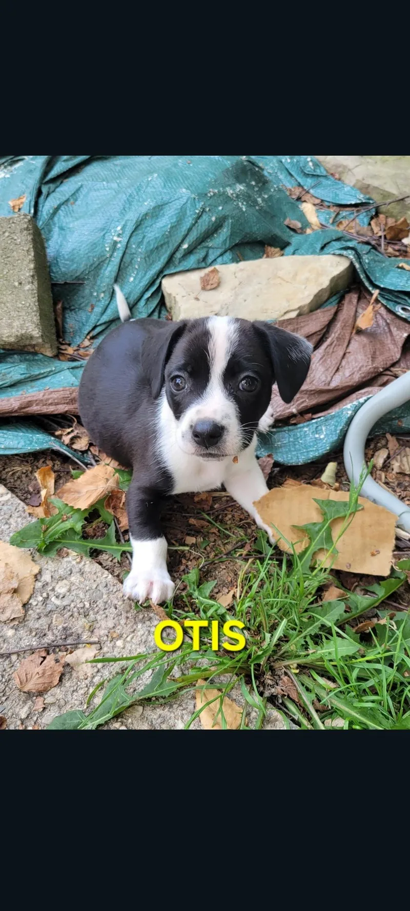 Otis thumbnail 2