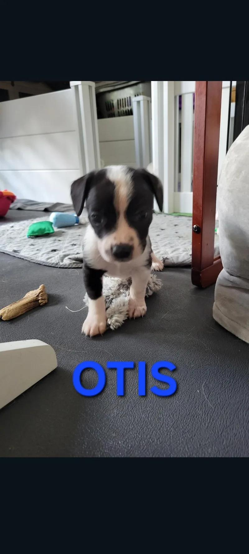 Otis thumbnail 3