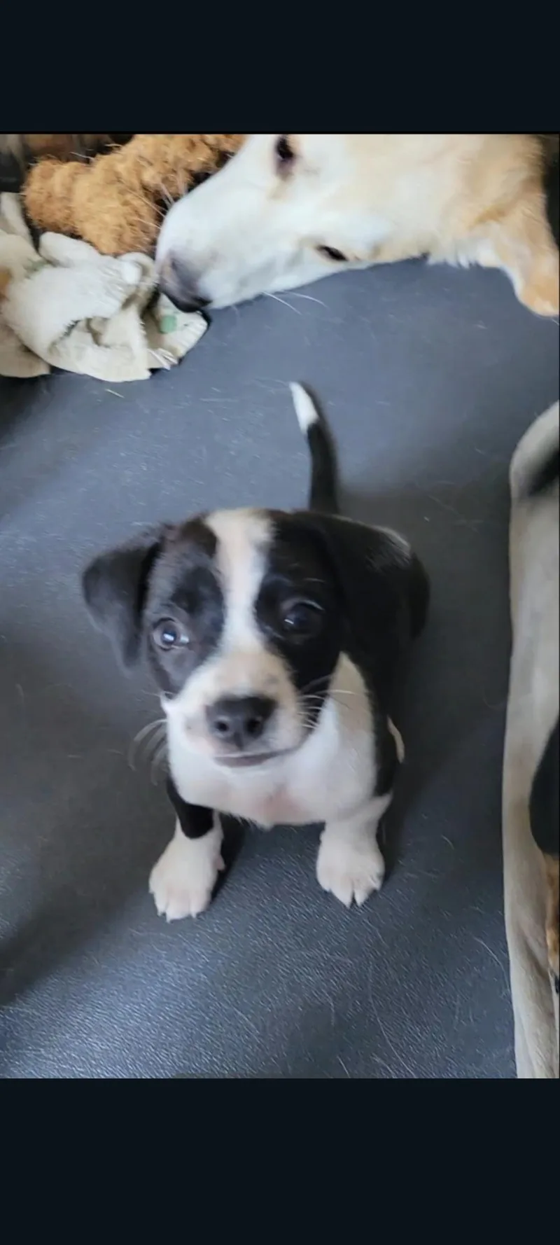 Otis thumbnail 5