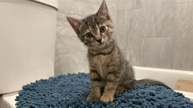 A baby small-sized female Domestic Short Hair cat named Marcia for adoption in Colorado Springs, CO