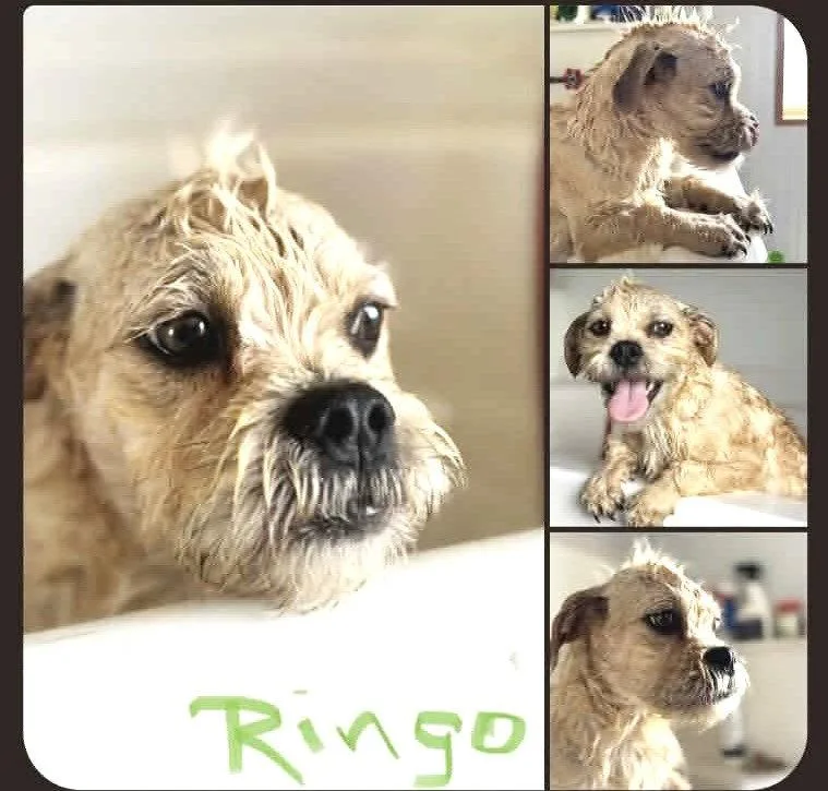 A baby small-sized male Pug dog named Ringo Jb In Tx for adoption in Warwick, RI