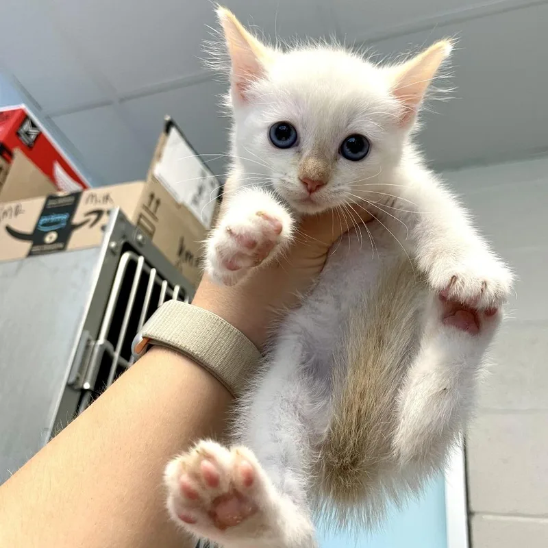 A baby small-sized male White Domestic Short Hair cat named Wishbone for adoption in Carencro, LA