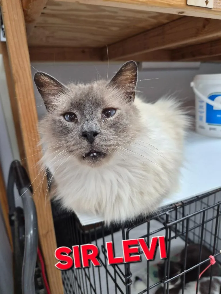 A senior medium-sized male Himalayan cat named Sir Levi for adoption in Rome, GA