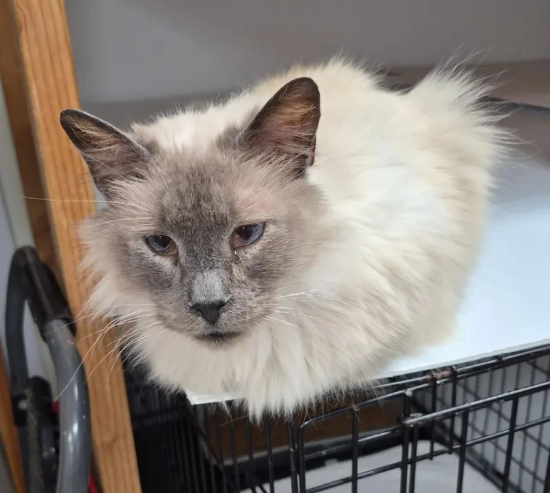 Sir Levi thumbnail 2