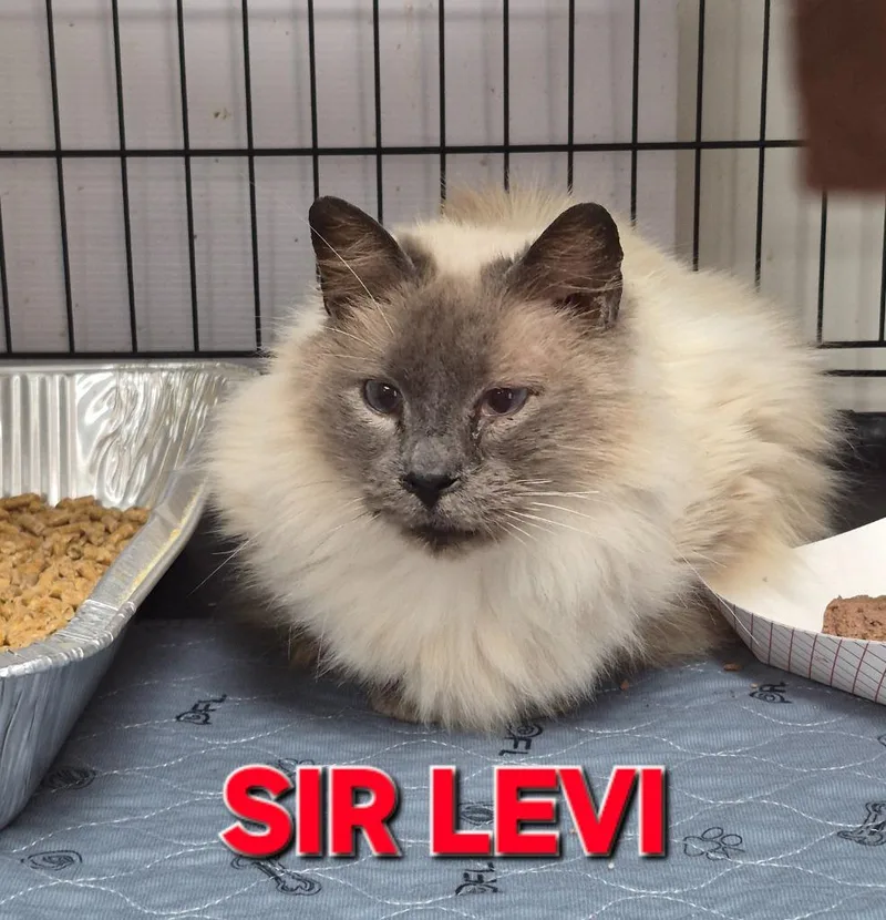 Sir Levi thumbnail 3