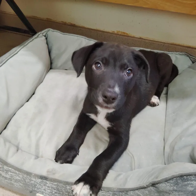 A baby medium-sized male Black Retriever dog named Gunter for adoption in Pawleys Island, SC
