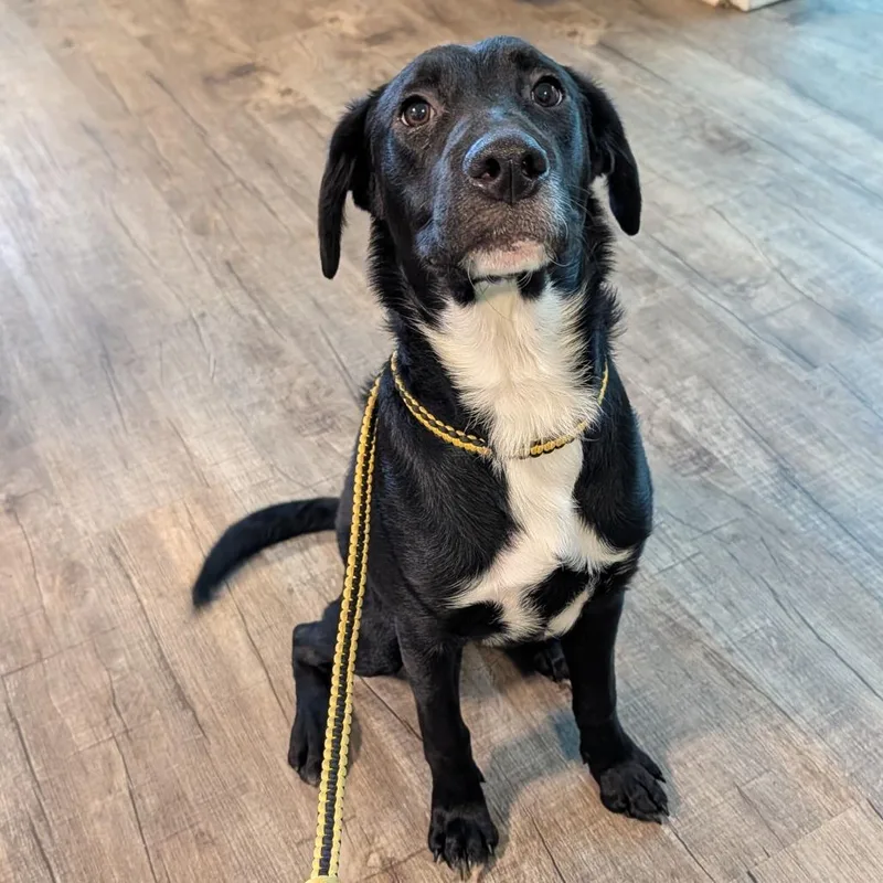 A young medium-sized male Black Labrador Retriever dog named Blitz for adoption in Jefferson city, TN