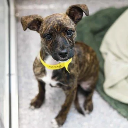 A baby small-sized female Brindle Chihuahua dog named Raven for adoption in Atlanta, GA