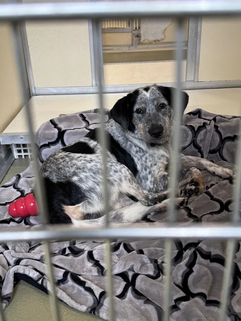 A young medium-sized male Mixed Breed dog named Blue for adoption in Columbia, TN