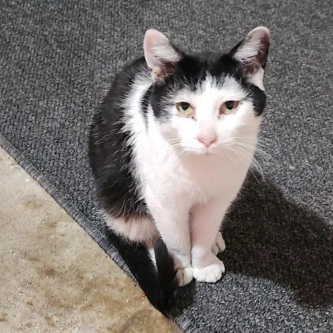 An adult medium-sized female Black Domestic Medium Hair cat named Lily for adoption in Greenfield, IN