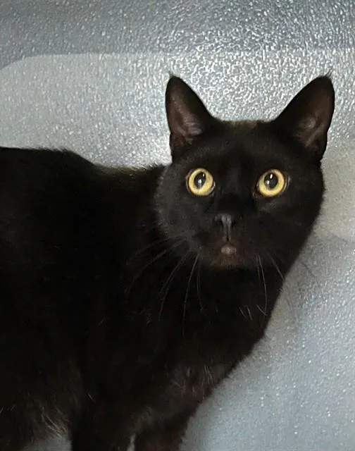 An adult small-sized male Domestic Short Hair cat named Sammy for adoption in Westminster, MD