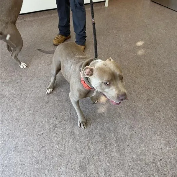 A young small-sized female Pit Bull Terrier dog named Maddie for adoption in Saint Louis, MO