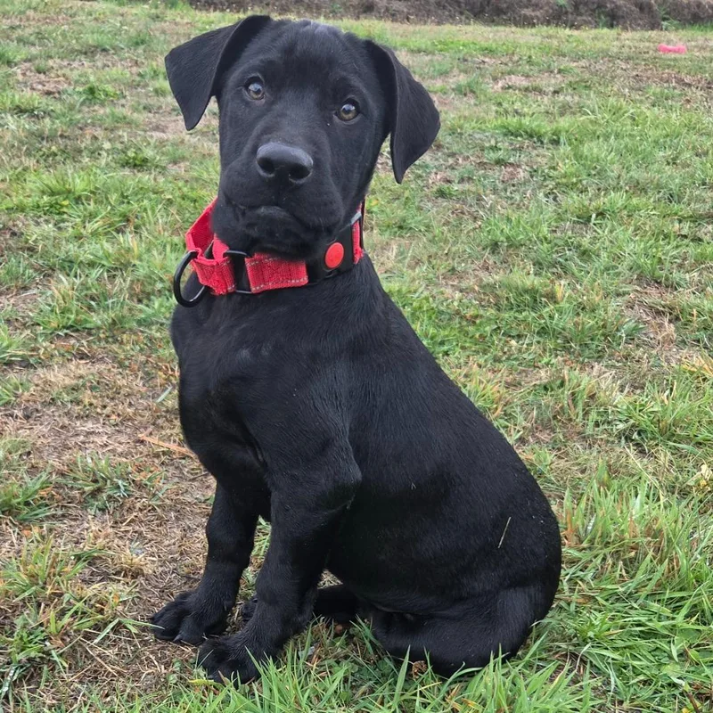 A baby large-sized male Black Labrador Retriever dog named Wally for adoption in Centralia, WA