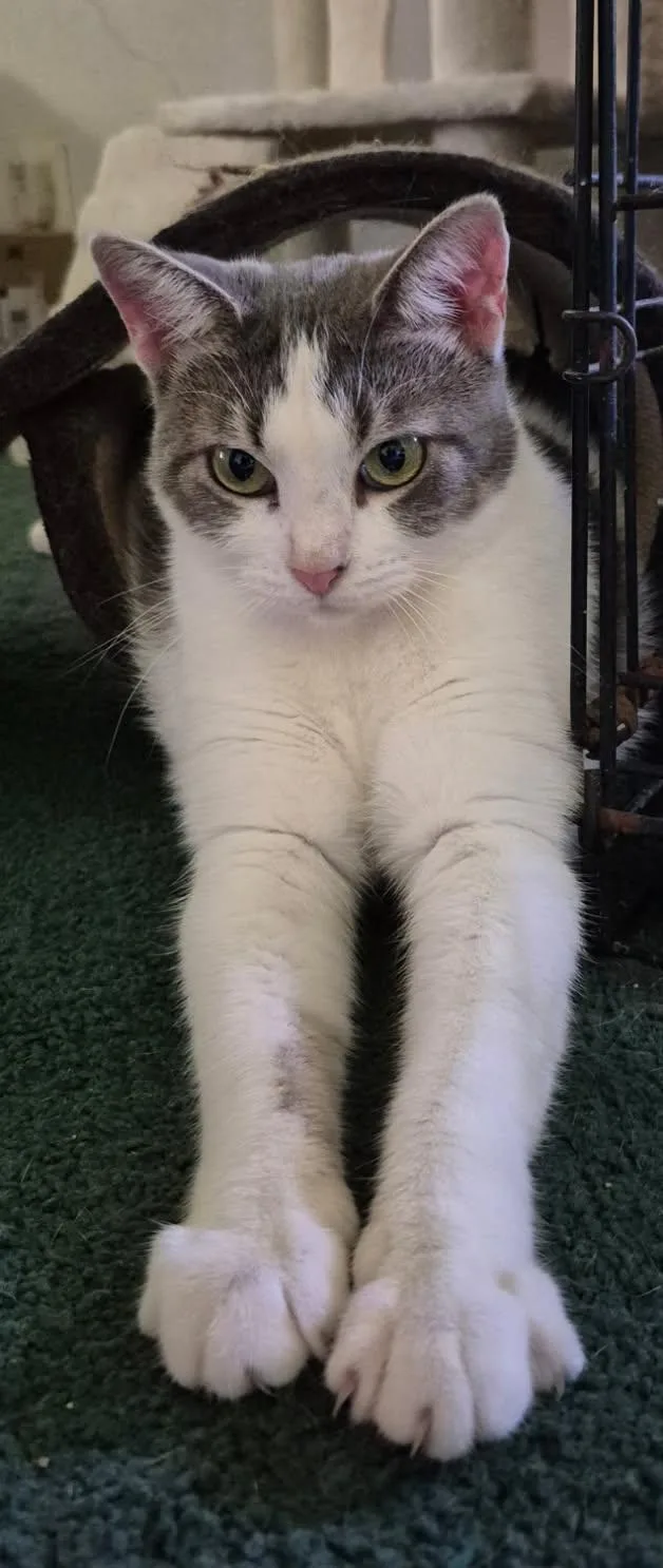 An adult large-sized female White Domestic Short Hair cat named Tinkerbell for adoption in Terrell, TX