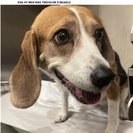 An adult medium-sized female Brown / Chocolate Beagle dog named Eva for adoption in Miami, FL