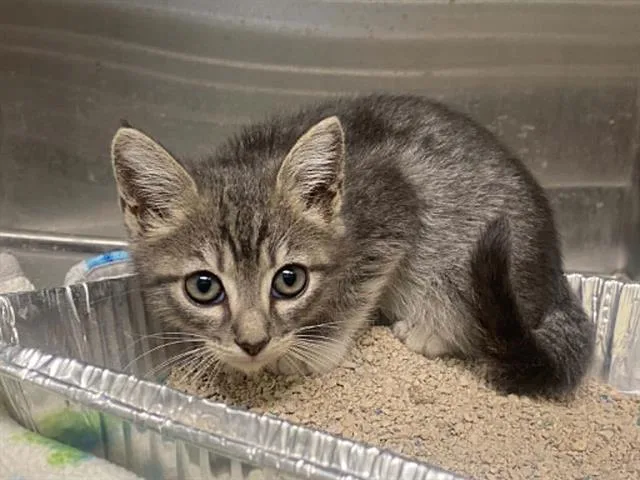 A baby small-sized male Domestic Short Hair cat named Danny for adoption in Tustin, CA
