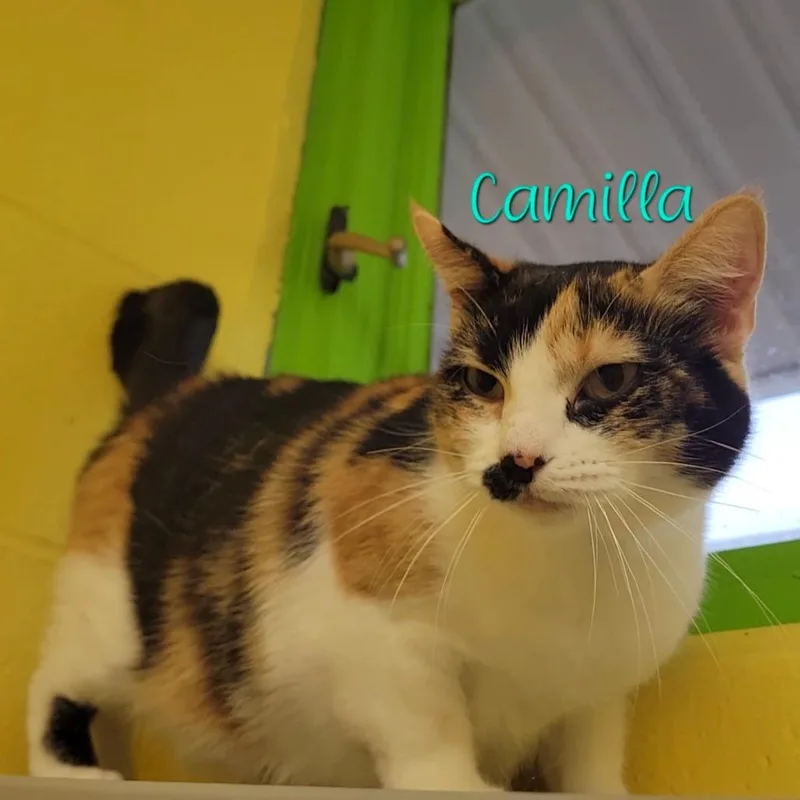 An adult large-sized female Calico Domestic Short Hair cat named Camilla for adoption in Parkersburg, WV