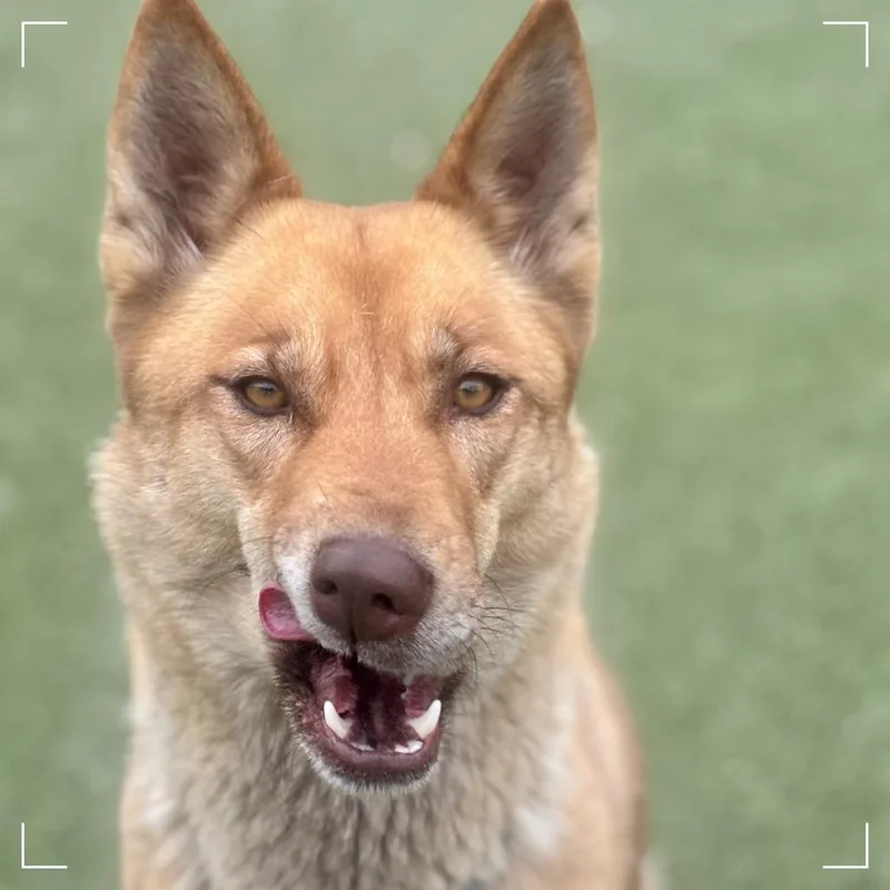 An adult large-sized female Red / Chestnut / Orange German Shepherd Dog dog named Connie for adoption in Upland, CA