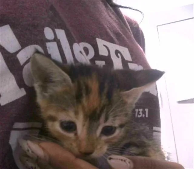 A baby small-sized female Domestic Short Hair cat named Phoebe for adoption in Tallahassee, FL