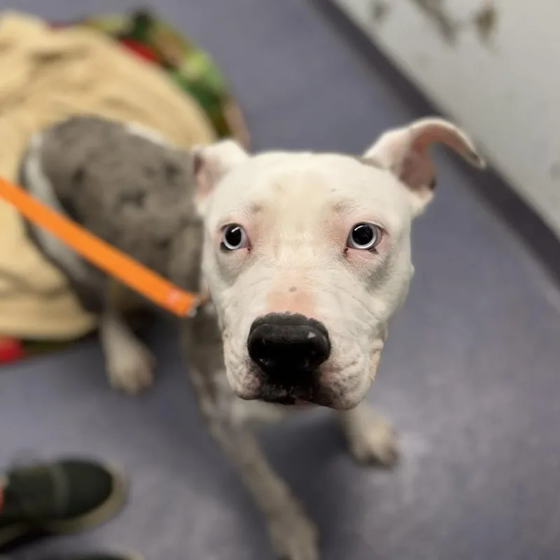 A young medium-sized female Gray / Blue / Silver Mixed Breed dog named Alice for adoption in Edwardsville, IL