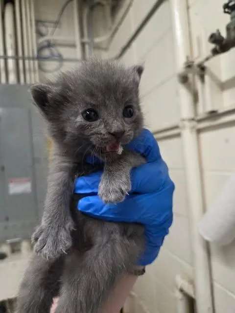 A baby medium-sized female Gray / Blue / Silver Domestic Short Hair cat named Kraglyn for adoption in Fruit Heights, UT