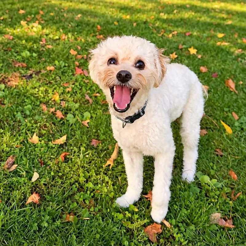 A young small-sized male Maltese dog named Benson for adoption in Philadelphia, PA