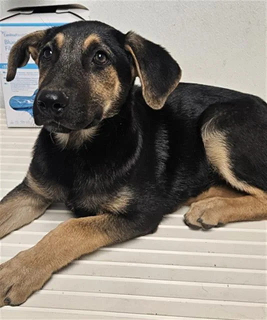 A baby small-sized female German Shepherd Dog dog named Audrey for adoption in Bakersfield, CA