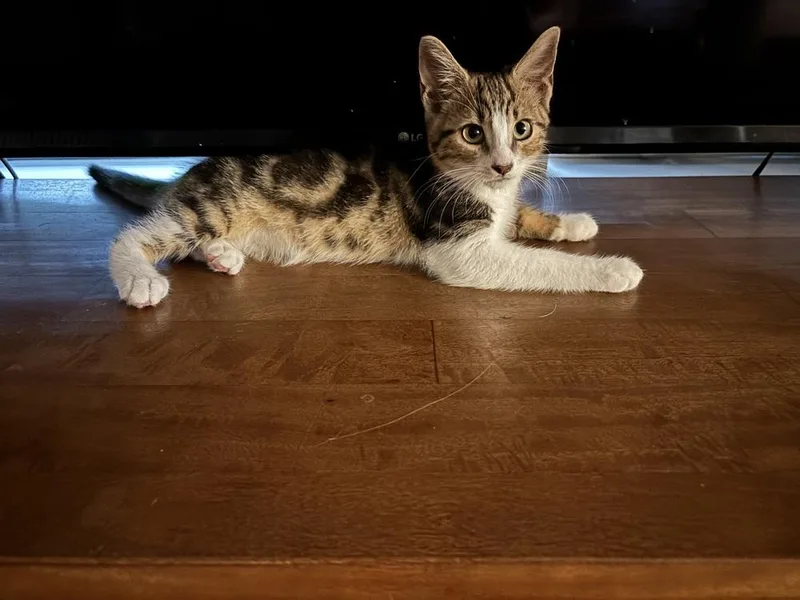 A baby small-sized male Brown / Chocolate Domestic Short Hair cat named Rugby for adoption in Dallas, TX