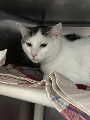 An adult small-sized male Domestic Short Hair cat named Brodie for adoption in Madison, NJ