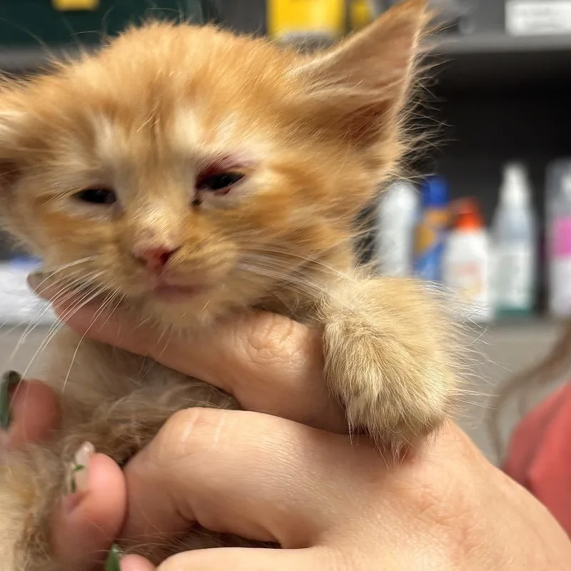 A baby small-sized female Orange / Red Domestic Long Hair cat named Lorax for adoption in Monroe, MI