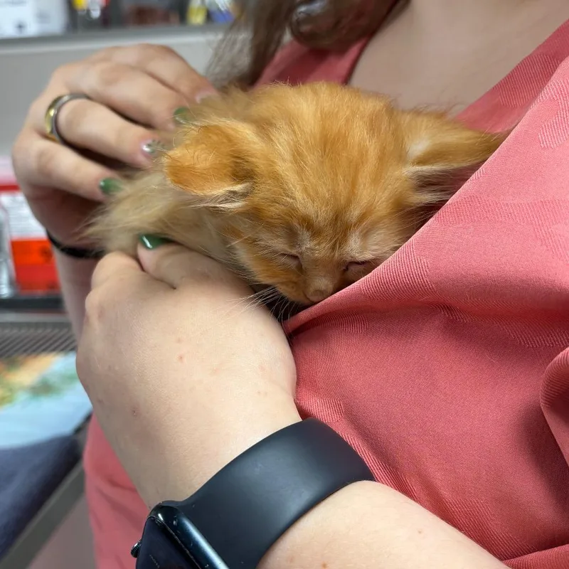 Lorax thumbnail 3