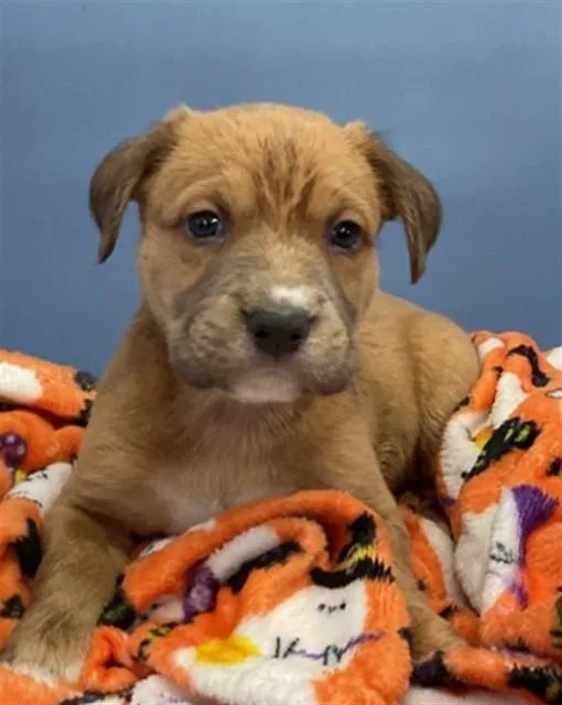 A baby small-sized male German Shepherd Dog dog named Bradley for adoption in San Bernardino, CA