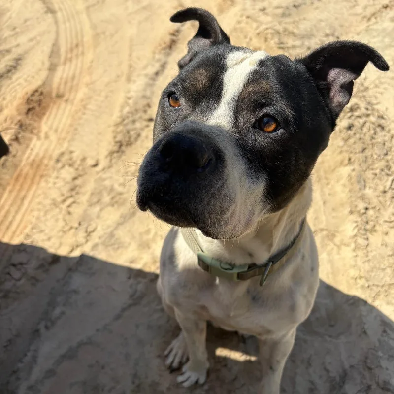 An adult medium-sized male White / Cream Mixed Breed dog named Bluey for adoption in Milton, FL