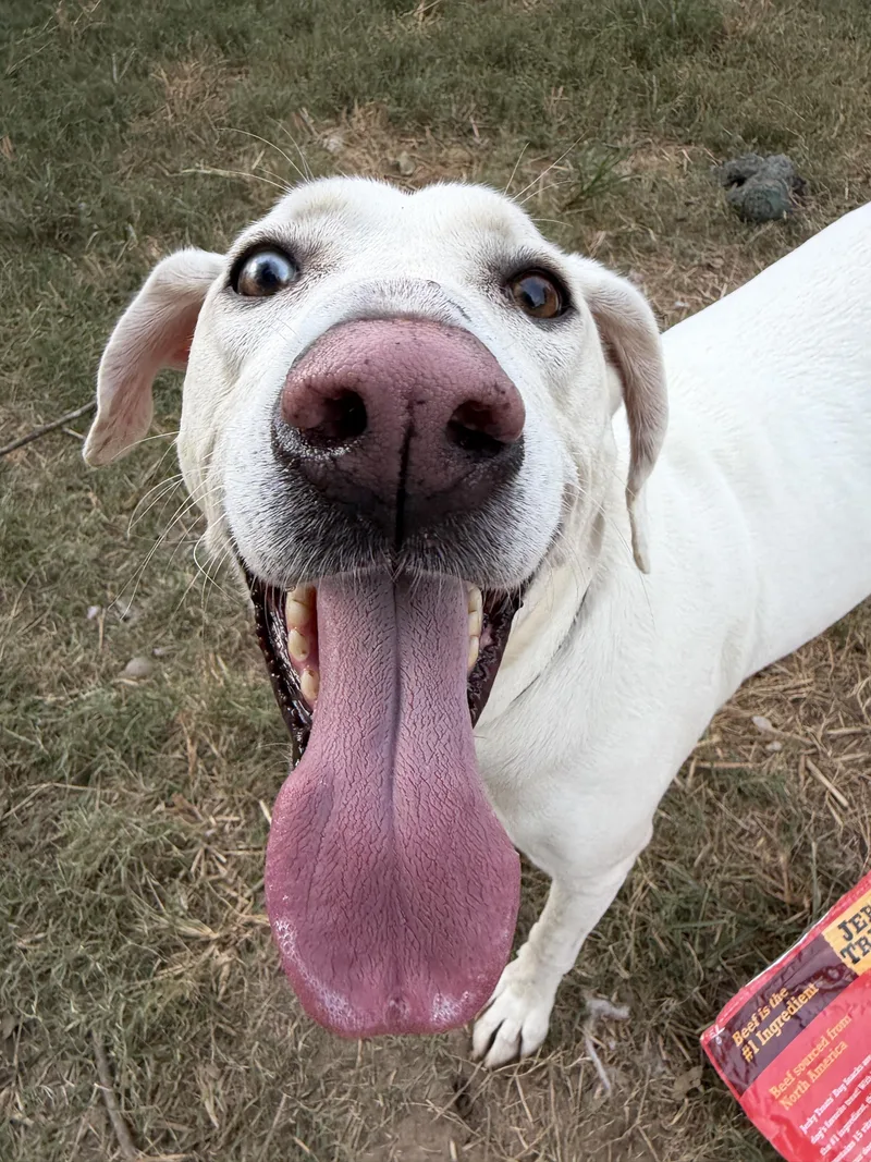 An adult large-sized female Labrador Retriever dog named Dixie for adoption in Calera, AL