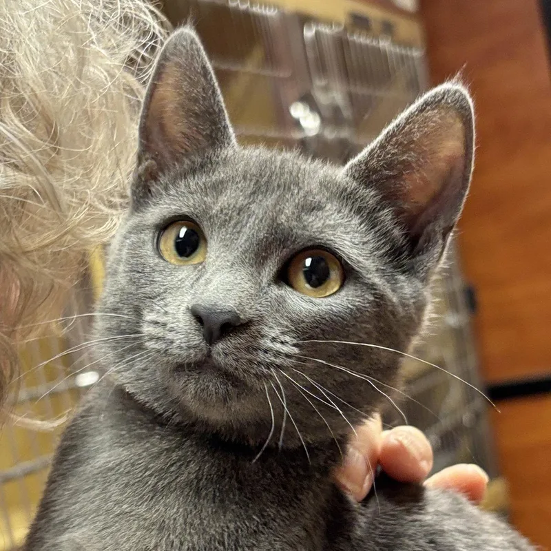 A baby medium-sized female Gray / Blue / Silver Domestic Short Hair cat named Onyx for adoption in Sonora, CA