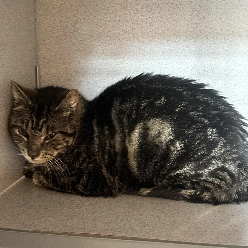 A senior medium-sized male Tabby (Brown / Chocolate) American Shorthair cat named Bingo for adoption in Hudson, NY