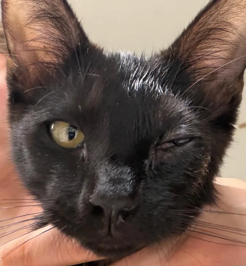 A baby medium-sized male Domestic Short Hair cat named Bartok Dimitri for adoption in Peoria, AZ