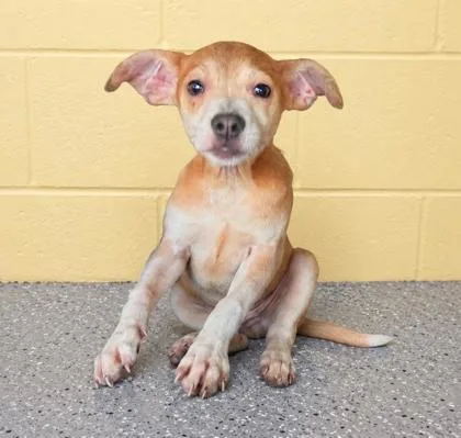 A baby small-sized female Terrier dog named Peanut for adoption in New Orleans, LA