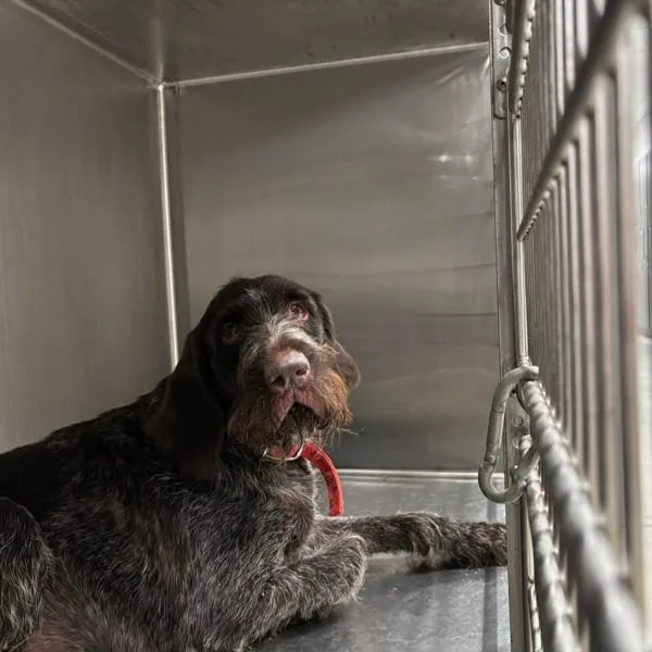 An adult large-sized female German Wirehaired Pointer dog named Wilma for adoption in Des Moines, IA