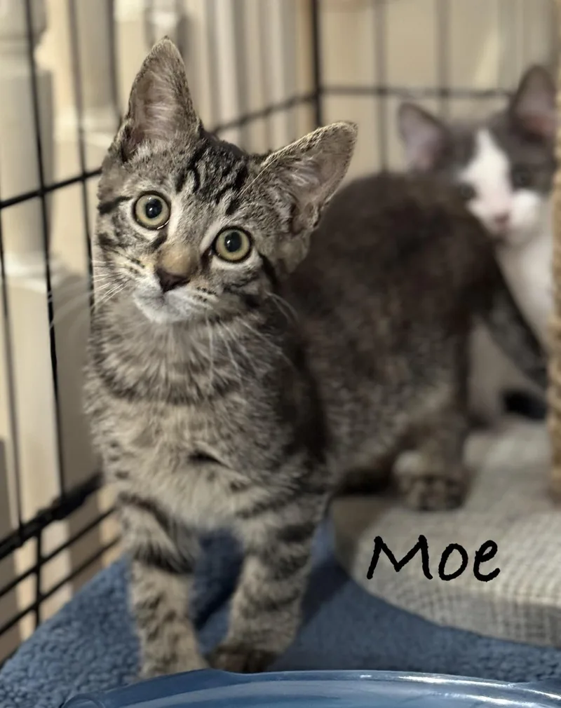 A baby medium-sized male Tabby (Brown / Chocolate) Domestic Short Hair cat named Moe for adoption in Pawleys Island, SC