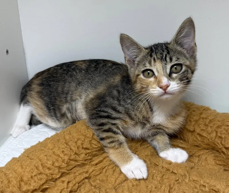 A young medium-sized female Domestic Short Hair cat named Walnut Grove for adoption in Satellite Beach, FL