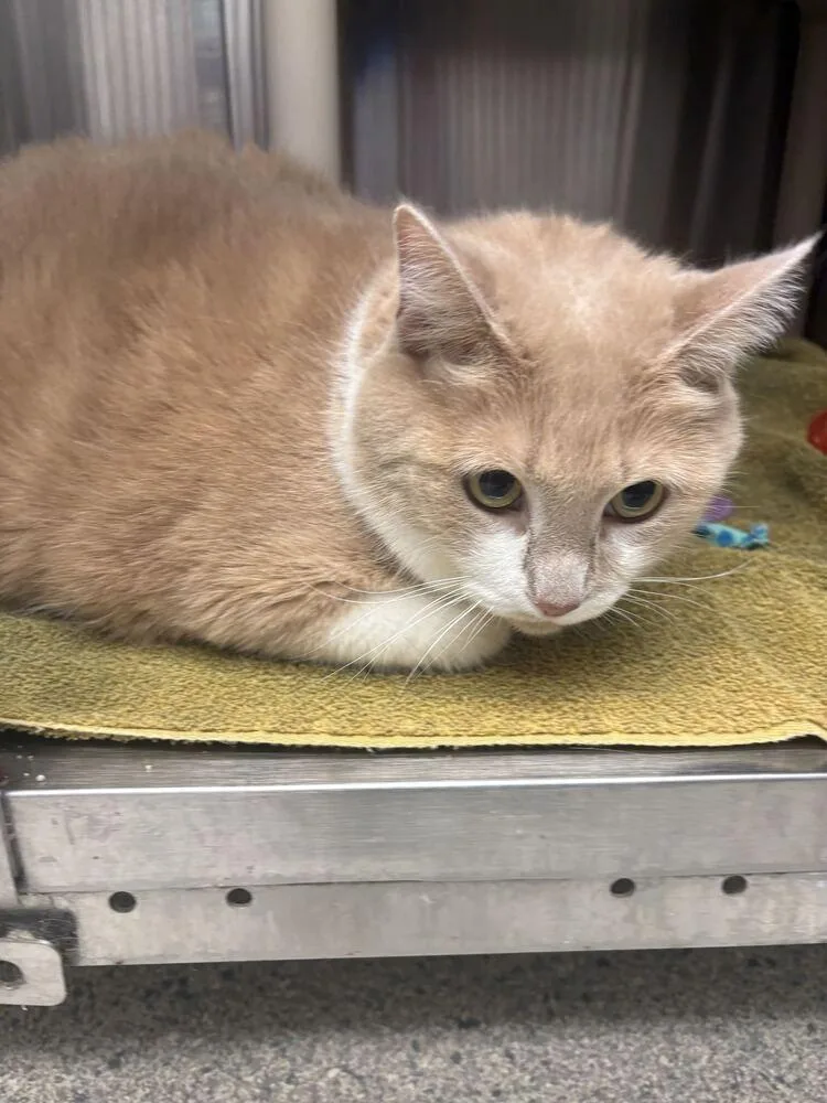 An adult extra large-sized female Domestic Short Hair cat named Piggy Bank for adoption in Bowling Green, OH
