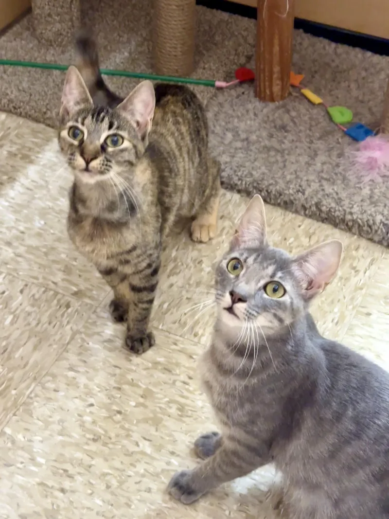 Julliette thumbnail 2