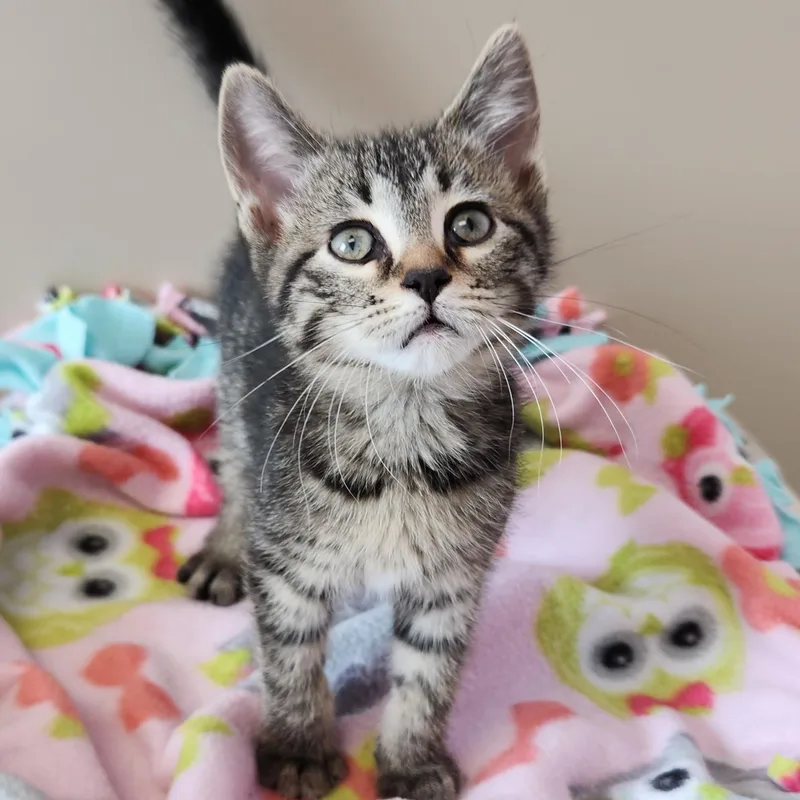 A baby medium-sized male Tabby (Brown / Chocolate) Tabby cat named Slowpoke for adoption in Marshfield, WI