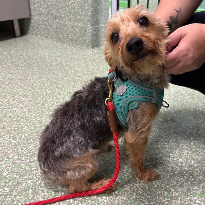 An adult small-sized male Yorkshire Terrier dog named Buster for adoption in Calverton, NY