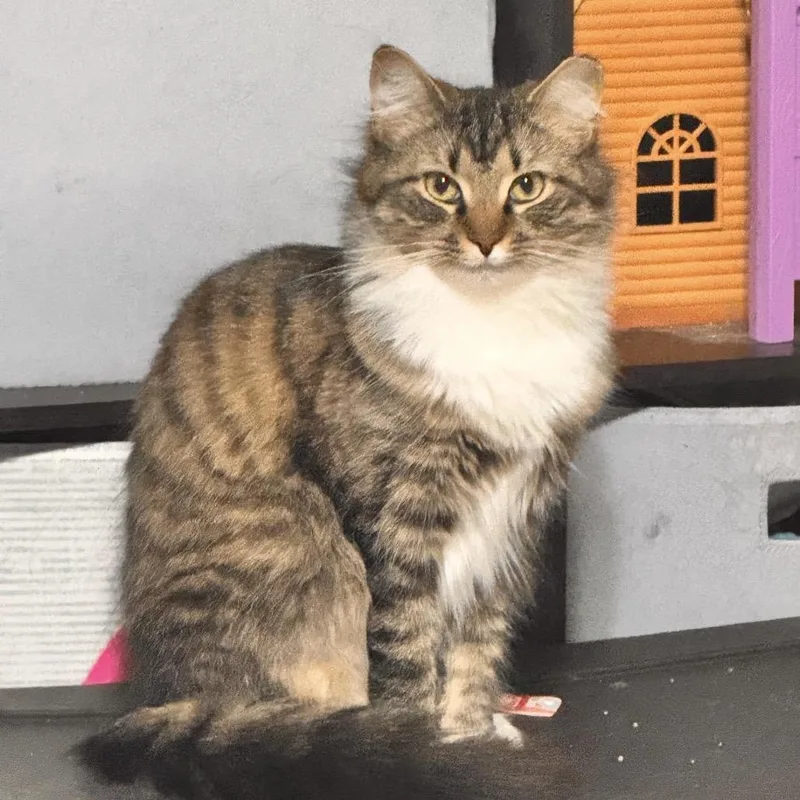 A young small-sized female Domestic Long Hair cat named Karen for adoption in Ashland, VA