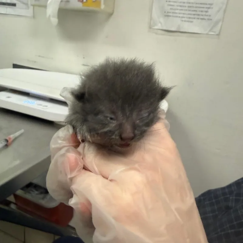 A baby small-sized female Domestic Medium Hair cat named Duquesne for adoption in Charleston, WV