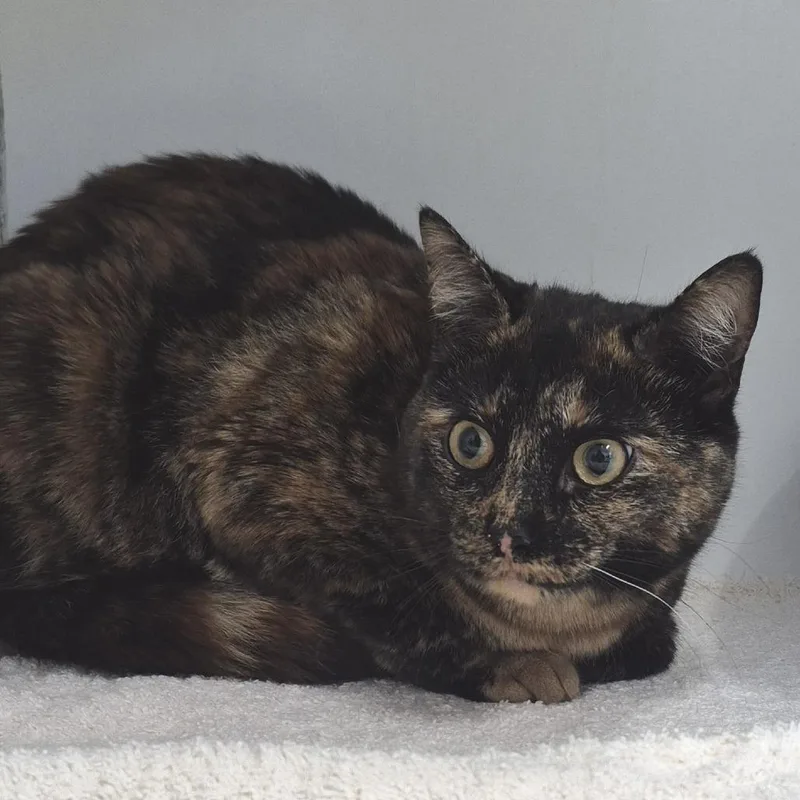 An adult small-sized female Tortoiseshell Domestic Short Hair cat named Street Corn for adoption in Newark, NJ