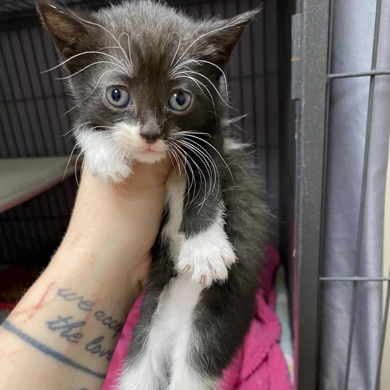 A baby small-sized female Black Domestic Short Hair cat named Sap for adoption in Norfolk, NE