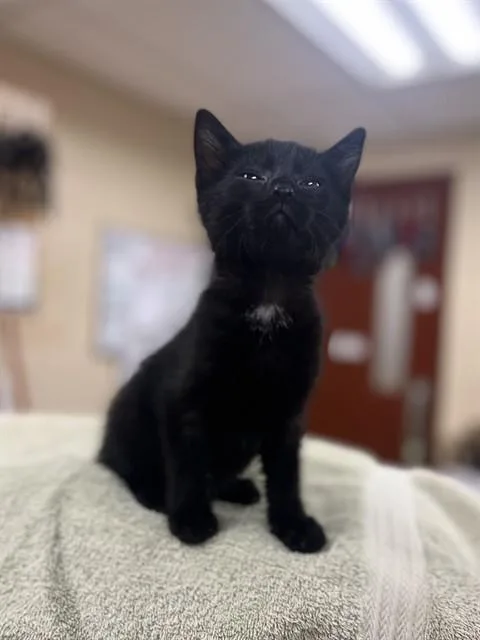A baby small-sized female Domestic Short Hair cat named Baby Box for adoption in Aliquippa, PA
